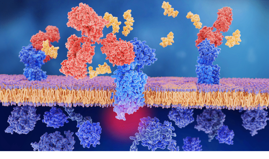 Scientific image of peptide-cell interaction in anti-aging therapy, highlighting molecular regeneration pathways.
