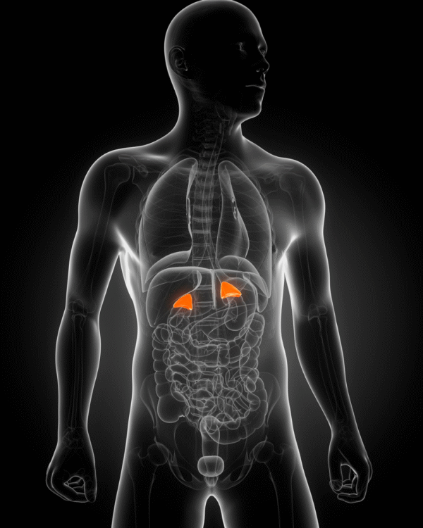Adrenal Health Support